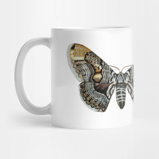 Brahmin moth by Rachellily